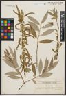 Foto von Salix alba L.